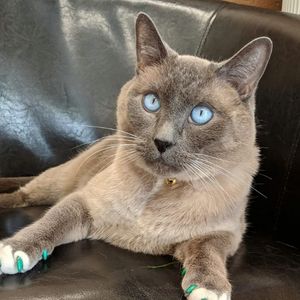 Green-Blue Eye Cat