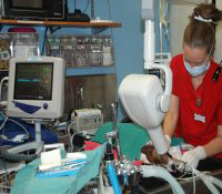 community animal hospital dental service