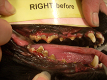 pet teeth showing before