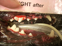 pet teeth showing after