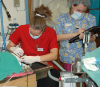 community animal hospital dental service