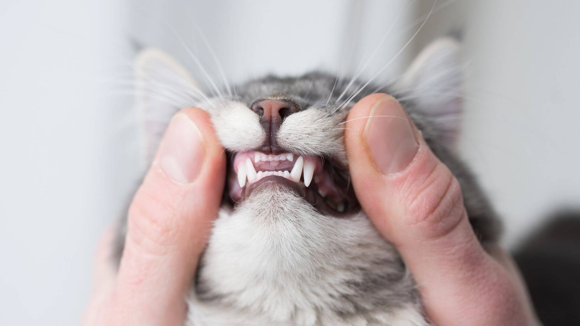person examining cats teeth