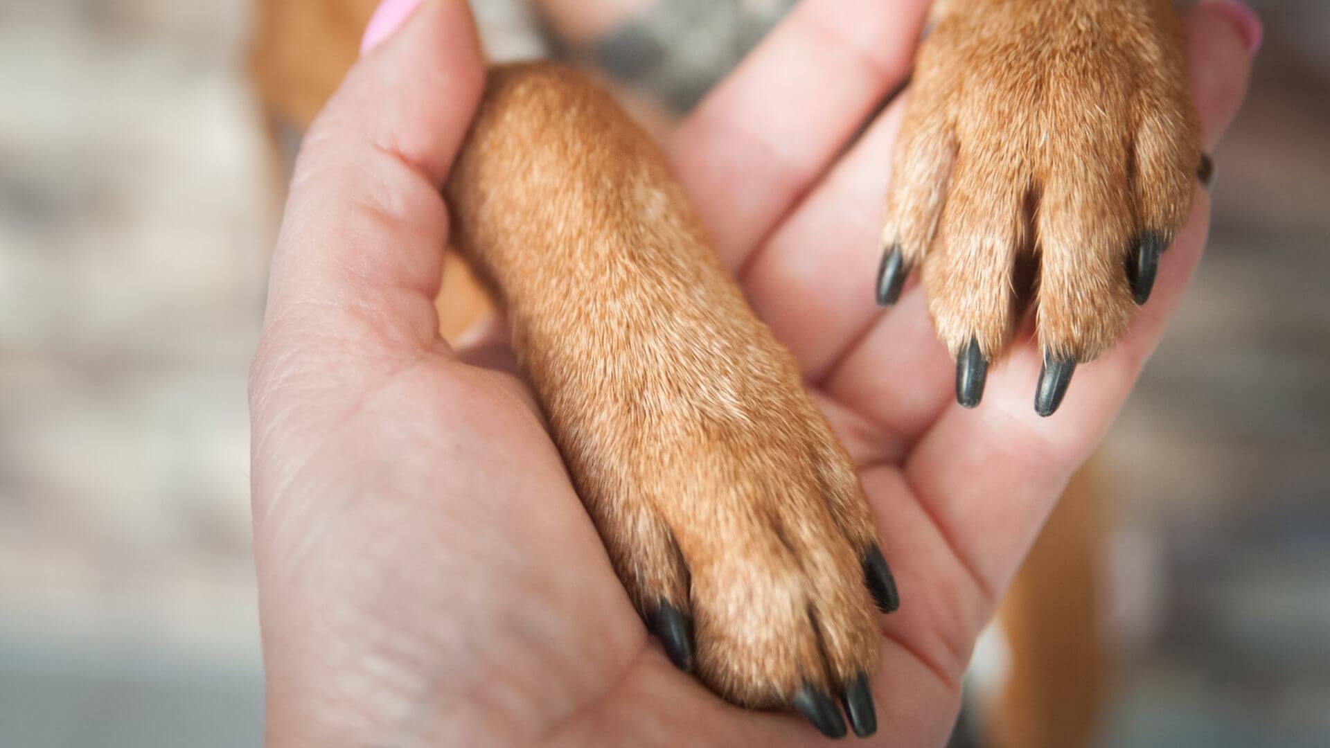 person holding dogs paws