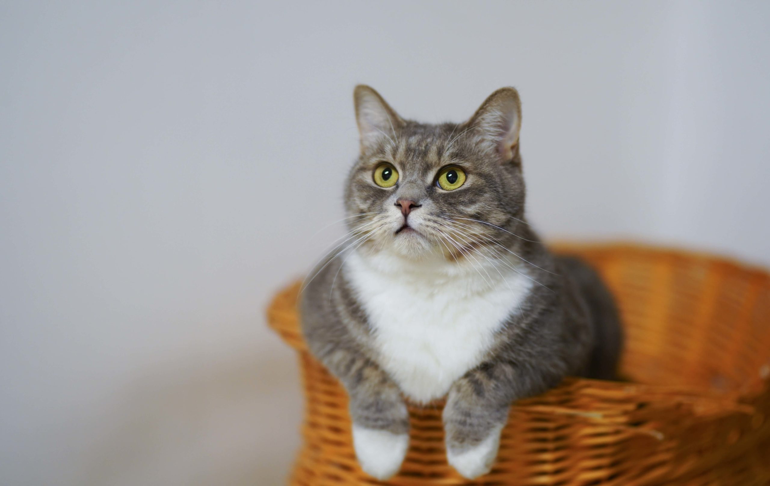 gray and white cat sitting in basket
