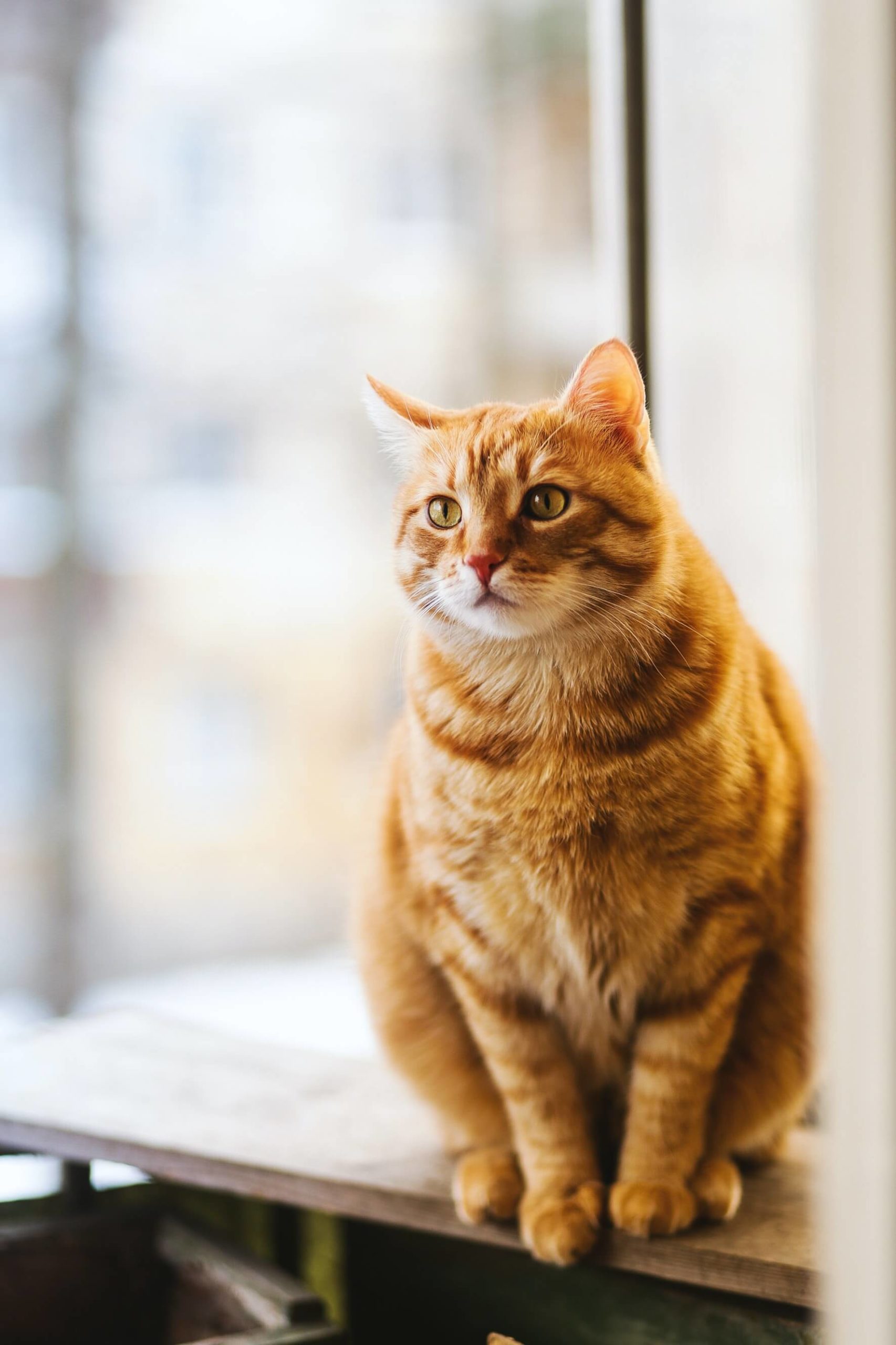 orange cat sitting by window