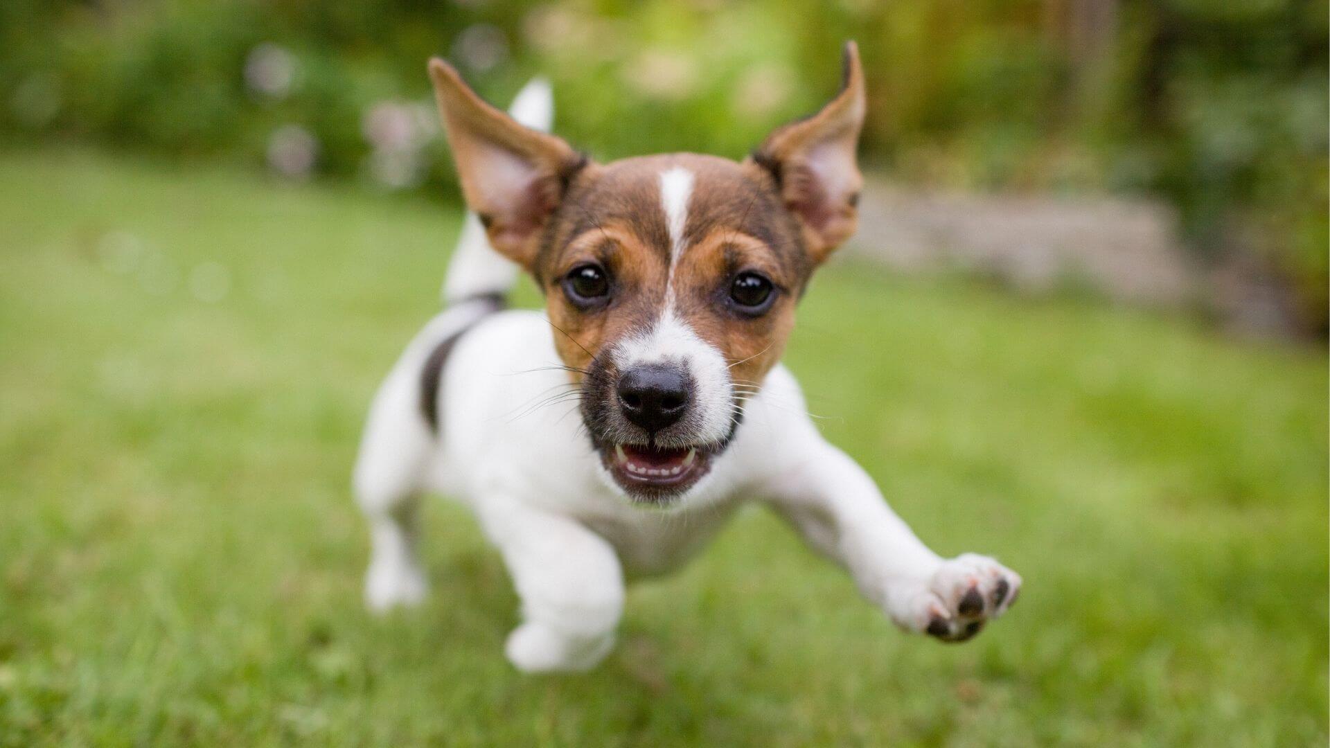 puppy running on grass