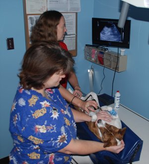 community animal hospital ultrasound