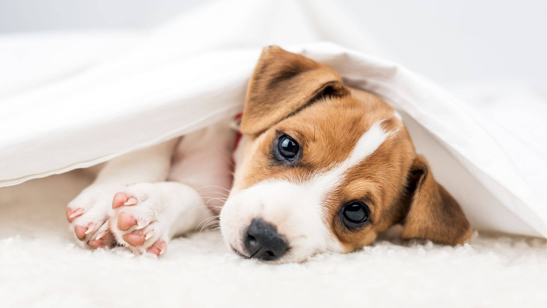dog sleeping under blanket