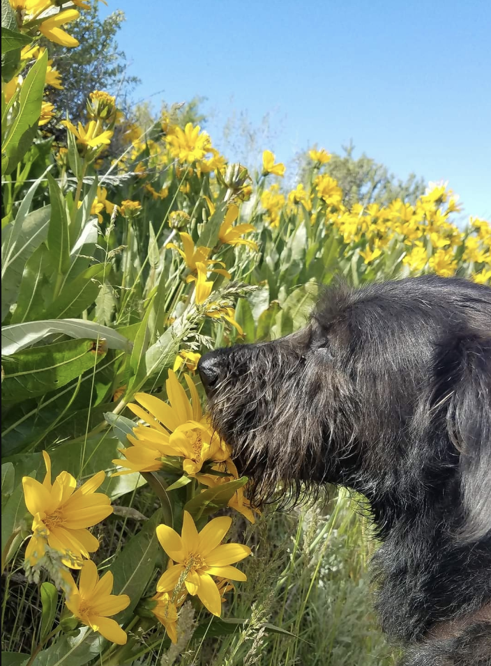 Dog smeeling flowers