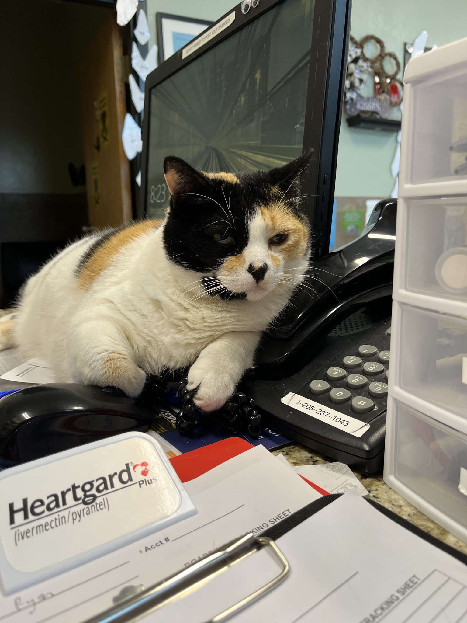 Cat sitting on desk