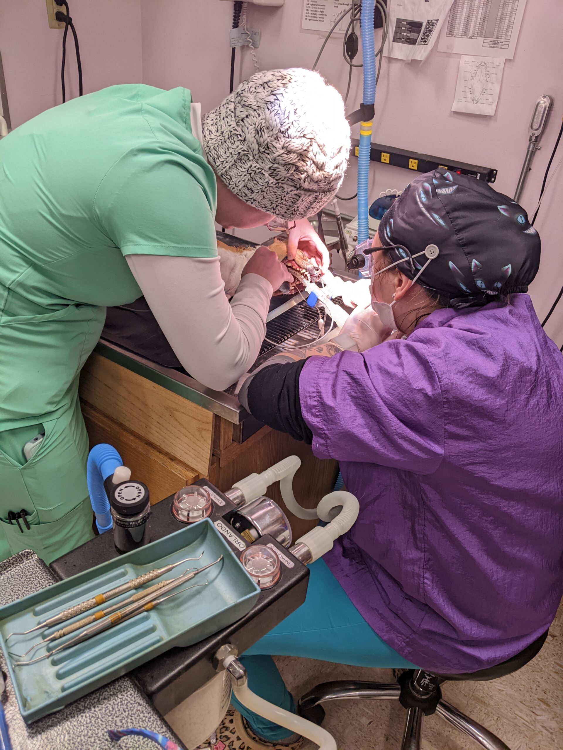 Dentists examining dog teeth