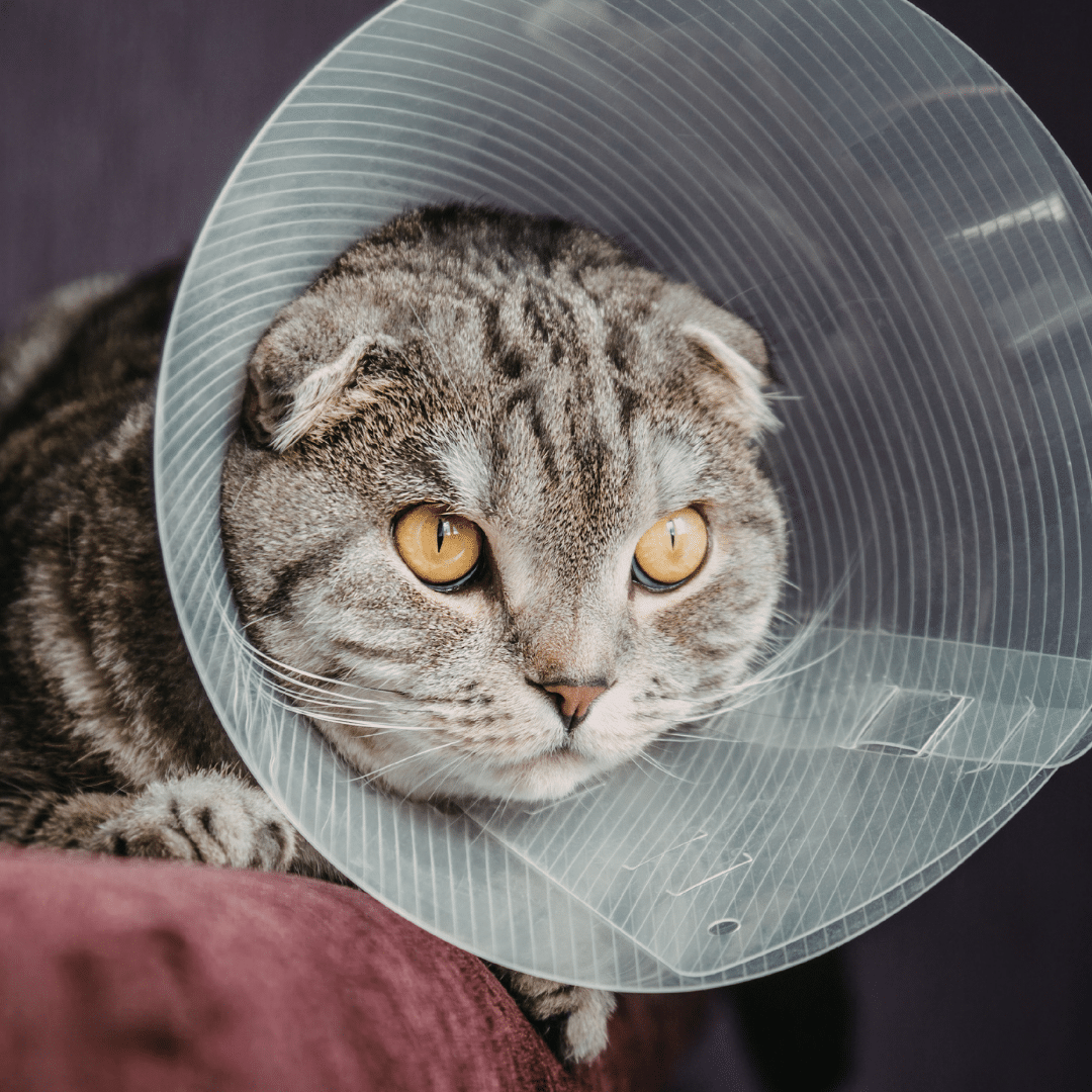 cat wearing a cone