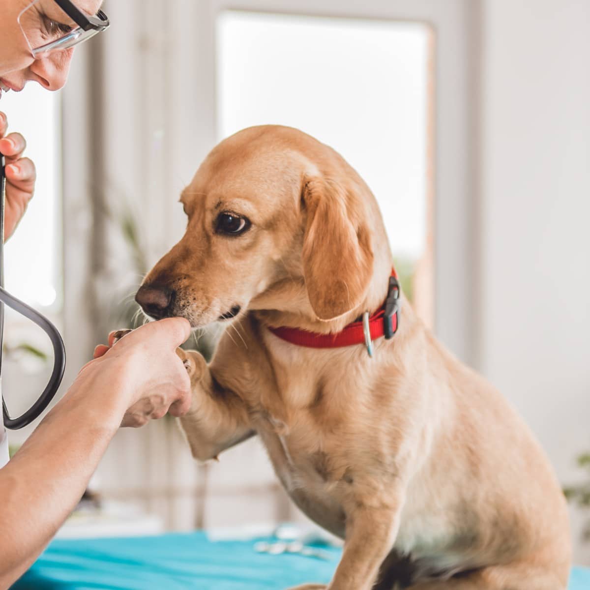 Pet Laboratory Services In Pocatello, ID| Community Animal Hospital