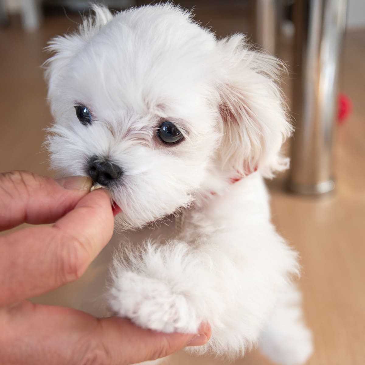 a person feeding a small white puppy